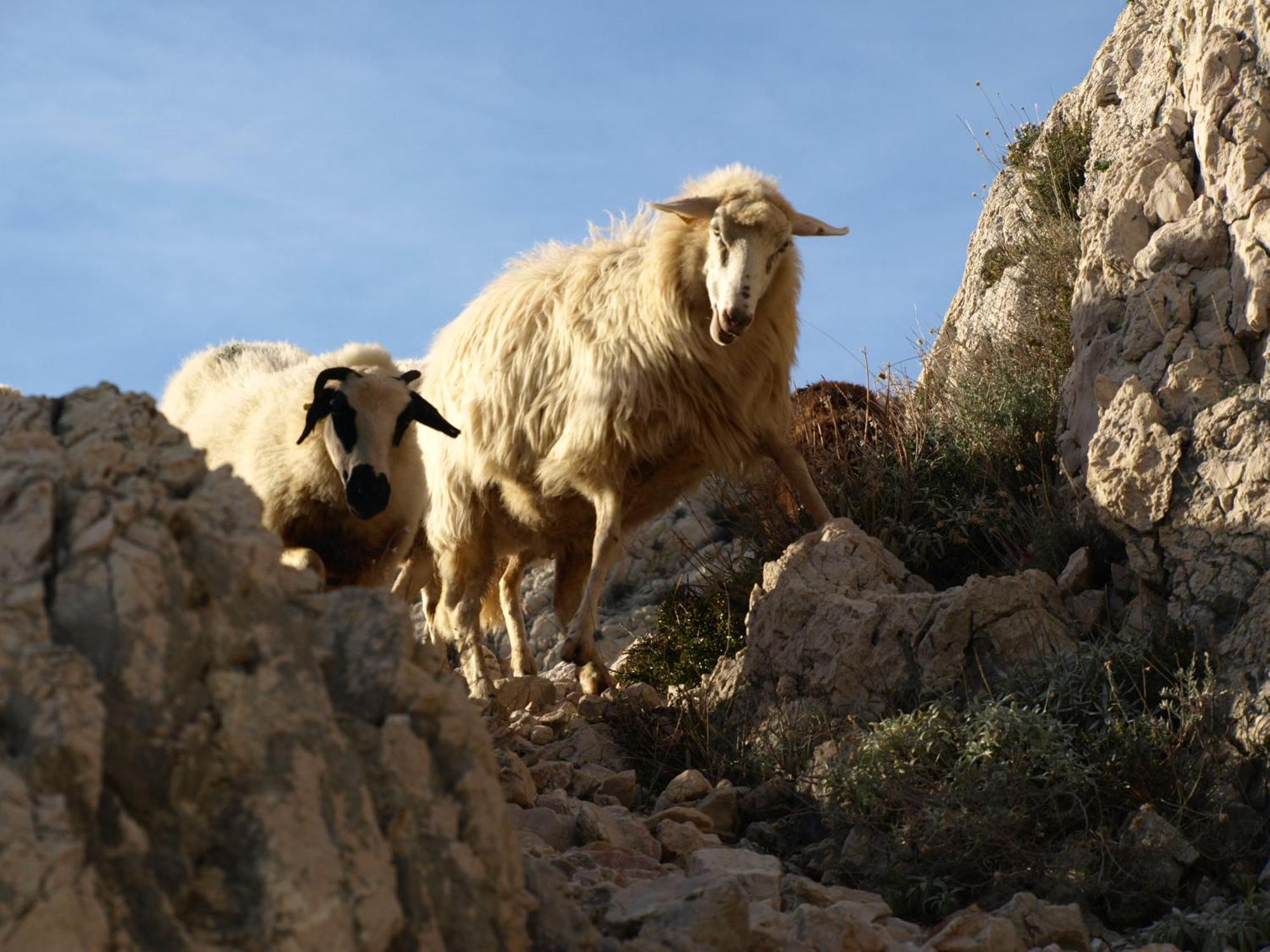 Futura * Baska (Krk)
